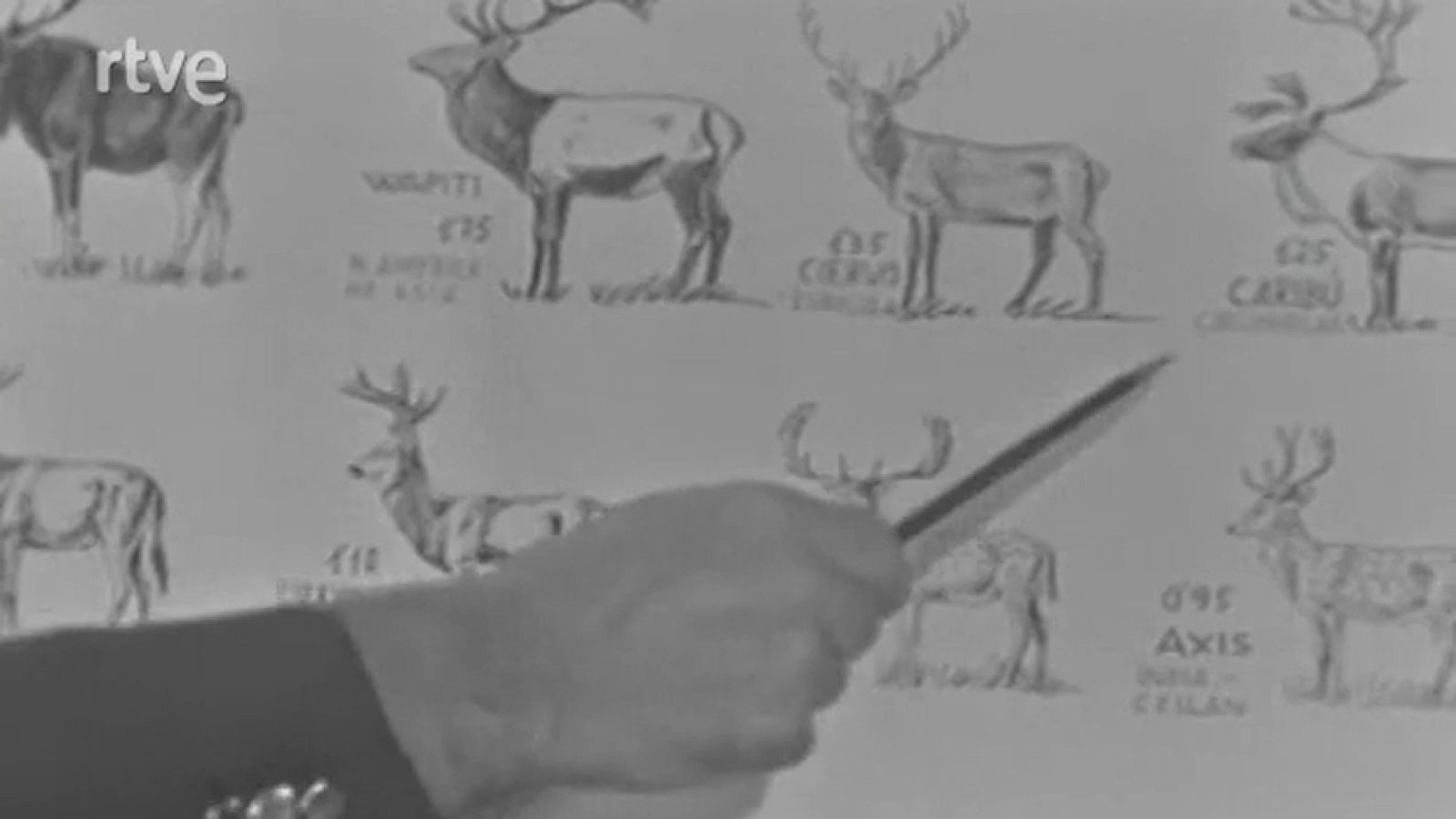 Vida salvaje - Los ciervos