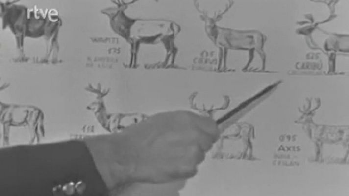 El planeta azul - Los ciervos