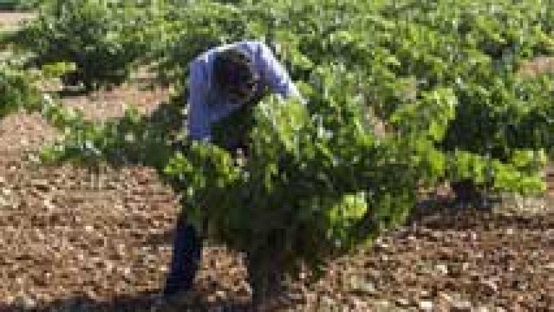 Unos quince mil temporeros viajan estos días a Francia para trabajar en la vendimia