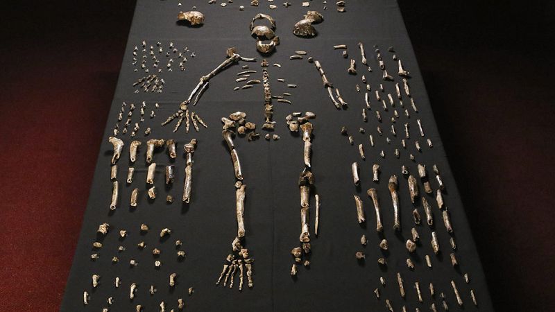 Descubierta una nueva especie de homínido: el 'Homo naledi' 