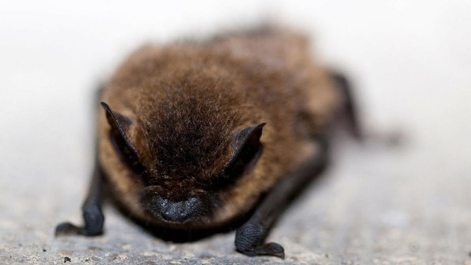 Descubriendo murciélagos "diurnos"