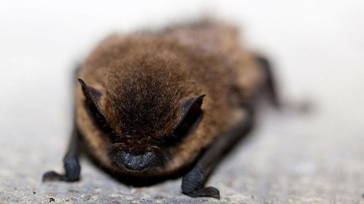 Aquí la Tierra - Descubriendo murciélagos "diurnos"