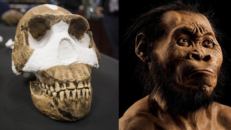 El Homo Naledi, una nueva especie de homínido descubierto en Sudáfrica