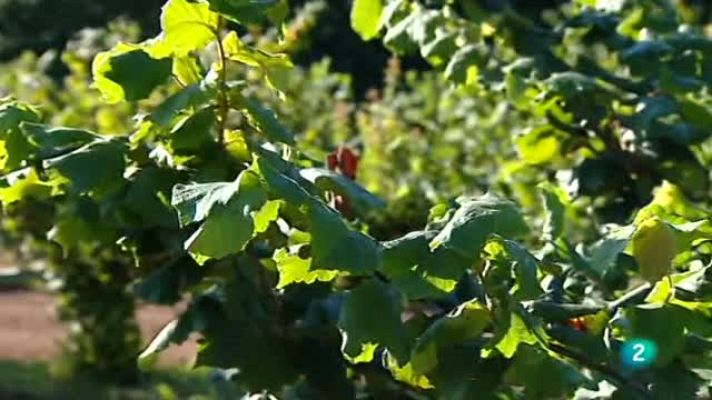 Agrosfera - Conservación de nogales
