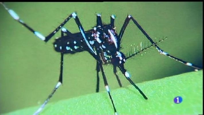 Informatiu Balear - Col·laboració per controlar el moscard tigre