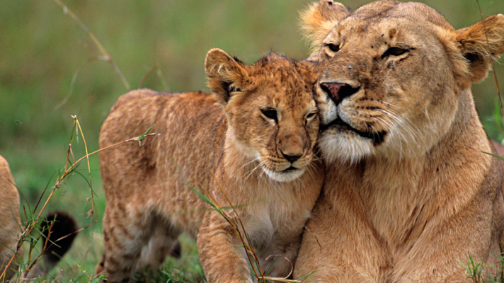 Grandes documentales - 20 años de Grandes Documentales