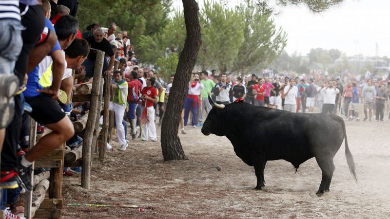 Tordesillas celebra el Toro de la Vega rodeado de polémica y ante un importante despliegue de seguridad