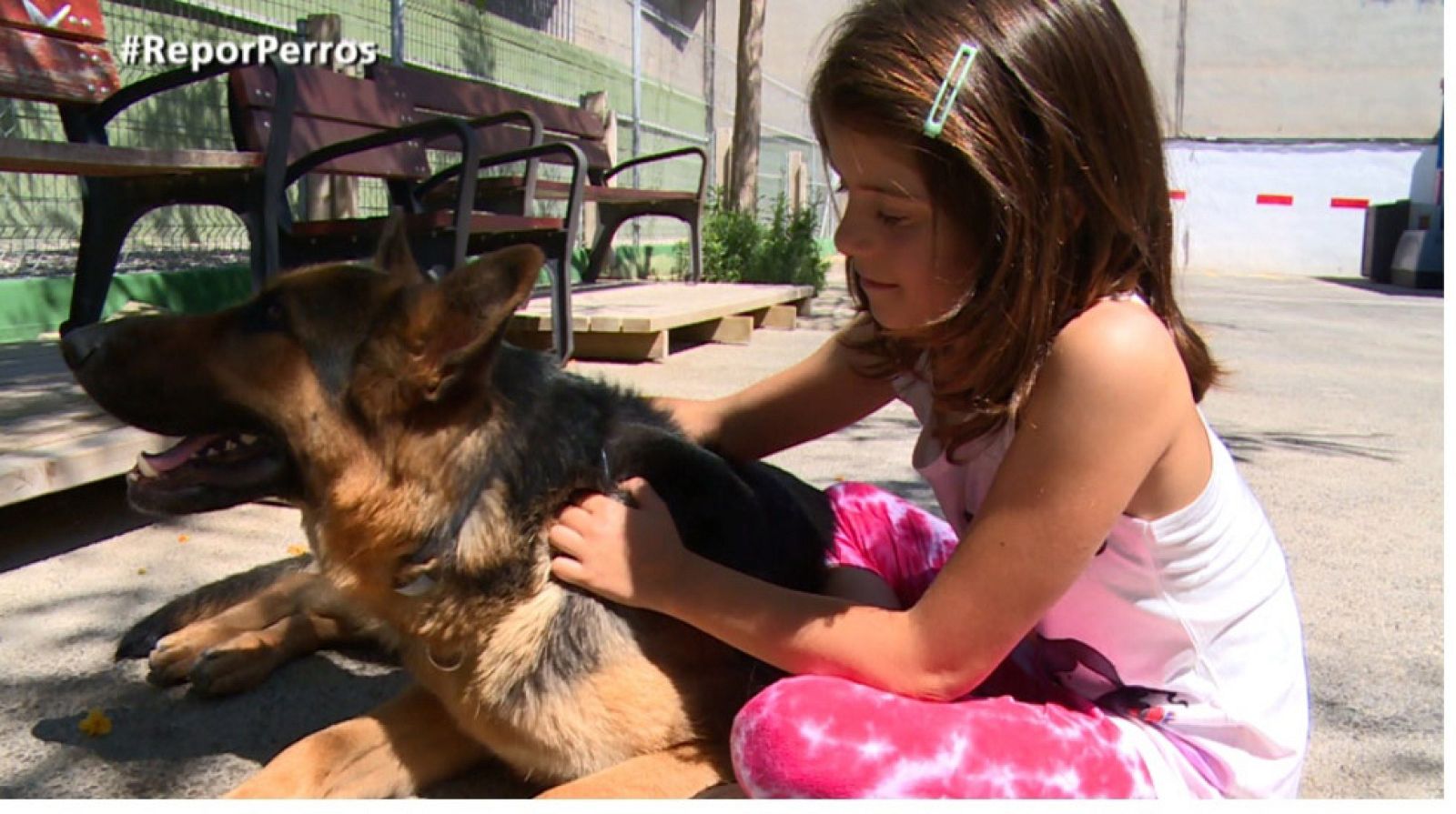 Repor - Cuidado con el dueño