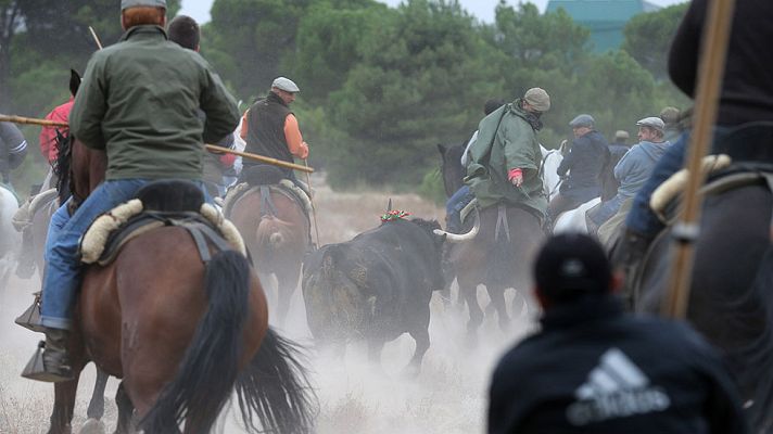 Informativo 24h - El Toro de la Vega de Tordesillas se celebra en medio de enfrentamientos entre defensores y detractores