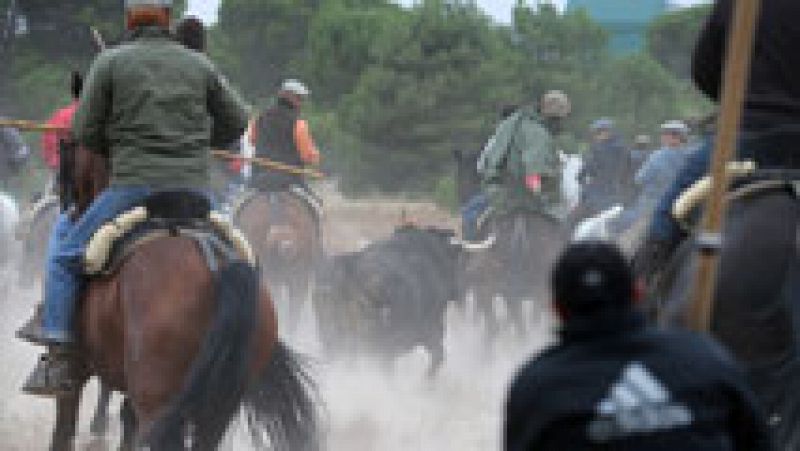 El Toro de la Vega de Tordesillas se celebra en medio de enfrentamientos entre defensores y detractores