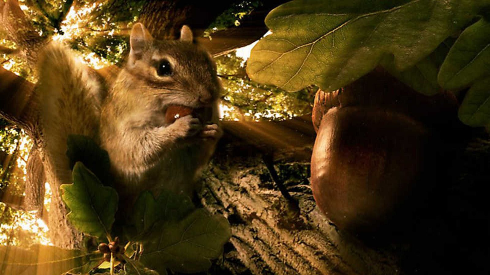 Grandes documentales - Reinos ocultos: Bosques secretos - Ver ahora