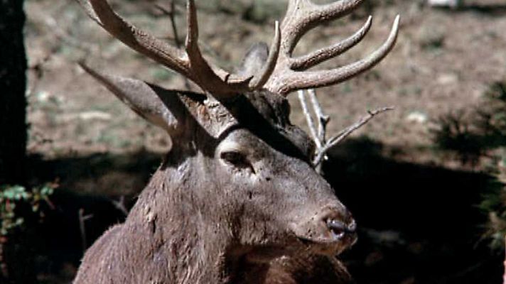 El hombre y la Tierra - Los señores del bosque 2