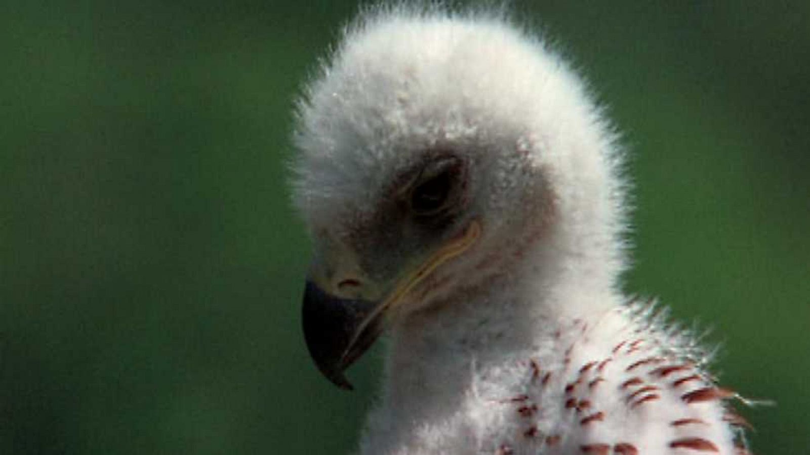 El hombre y la Tierra (Fauna ibérica) - Los señores del bosque 1 - Ver ahora