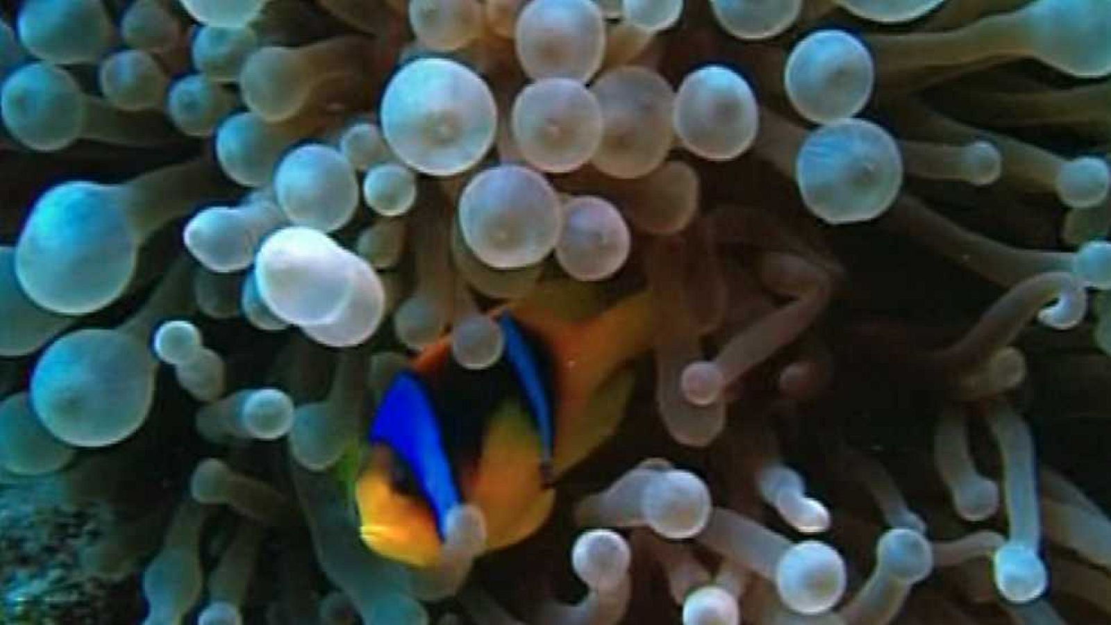 Bubbles I - Sharm Egipte - Ver ahora