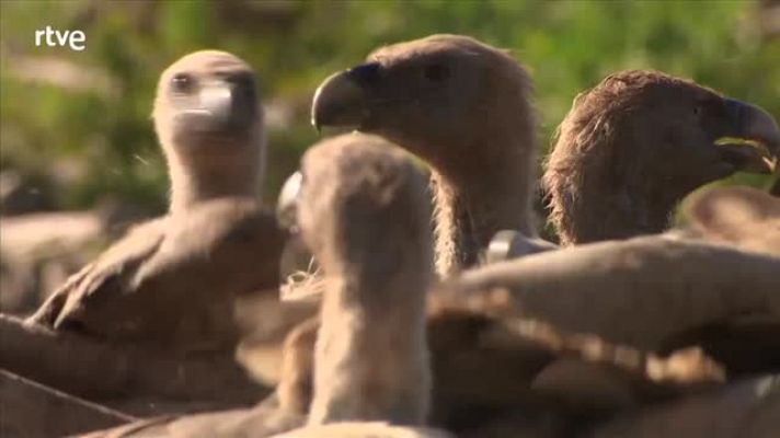 Crónicas - Susi Hernando, guarda de WWF