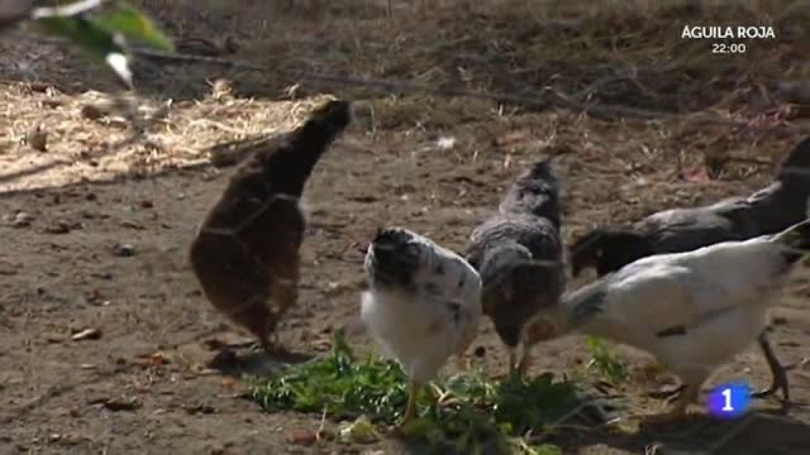 El tomate, la planta estrella del 'Huerto de Aquí la Tierra'