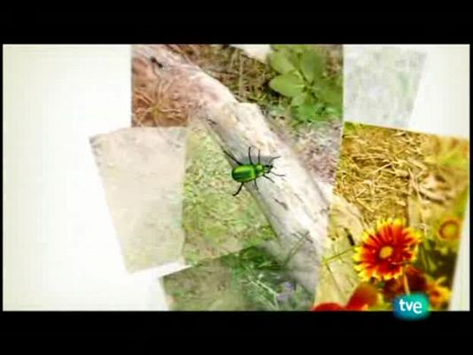 El escarabajo verde - Algas y vida