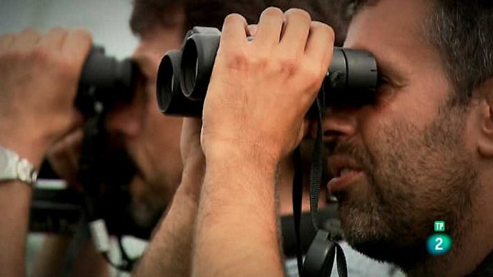 El escarabajo verde - Naturaleza en Red