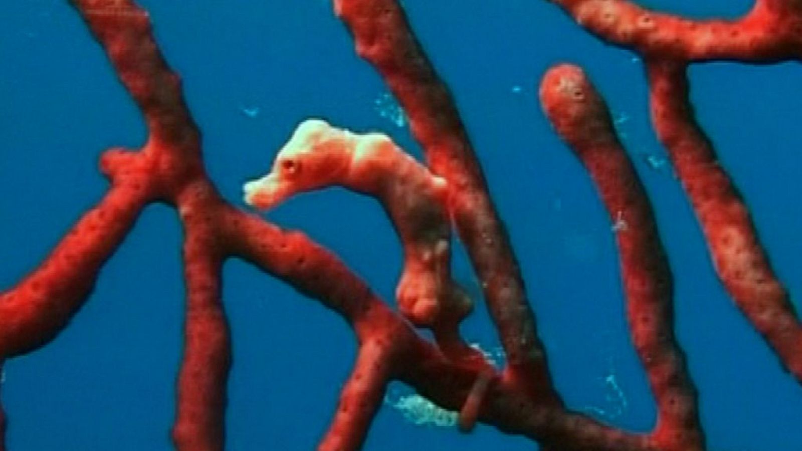 Bubbles I - Papúa Nueva Guinea - Ver ahora