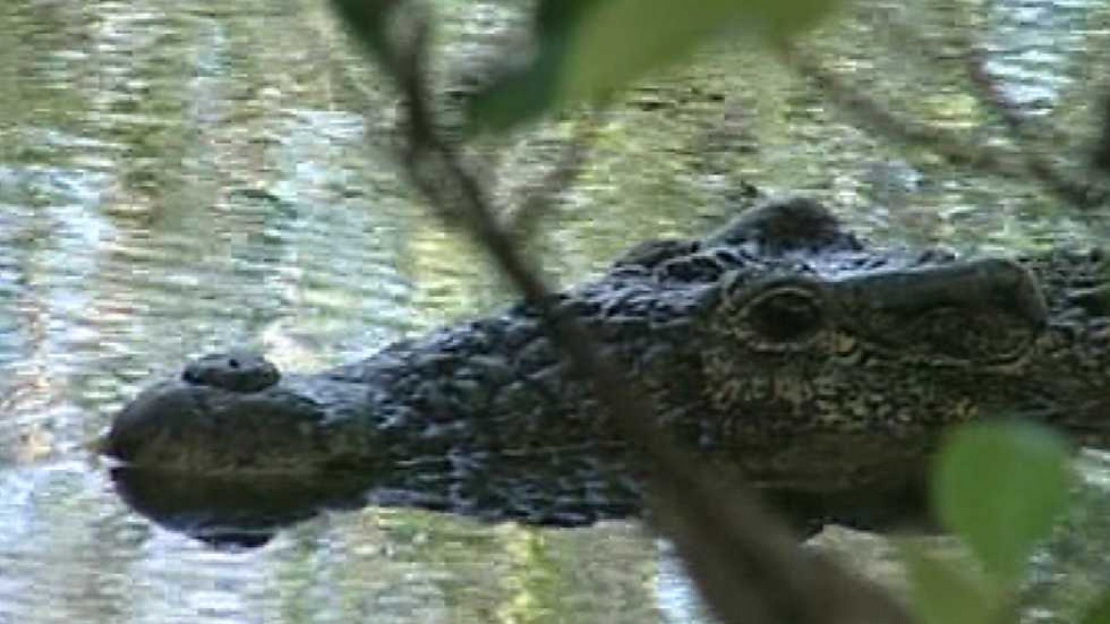 Bubbles I - La isla de la Juventud - Ver ahora