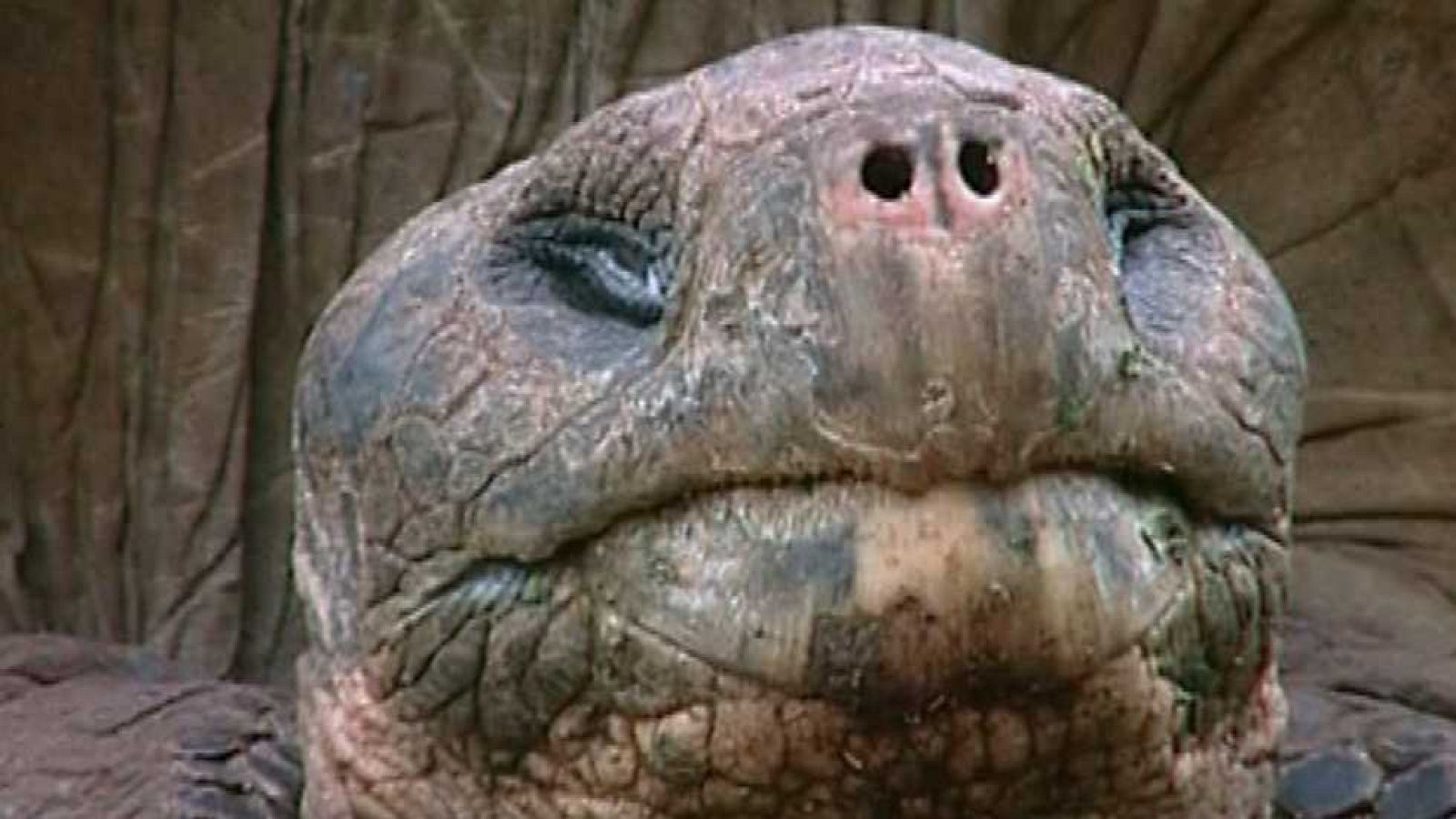 Bubbles I - Galápagos - Ver ahora