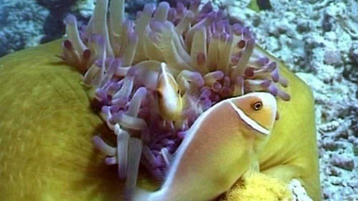 Bubbles - La gran barrera de Australia