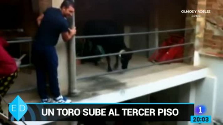 España Directo - Una vaquilla entra por la puerta y sube a un piso de Algemes