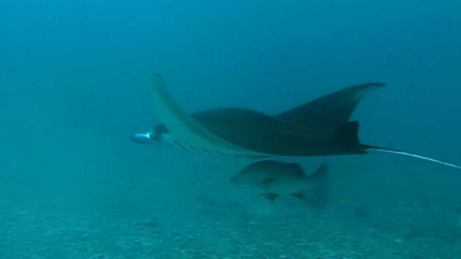 Bubbles - Yap en la Micronesia - Ver ahora