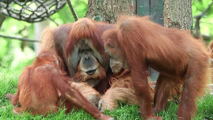 Yo, mono - Inteligencia, juegos y memoria