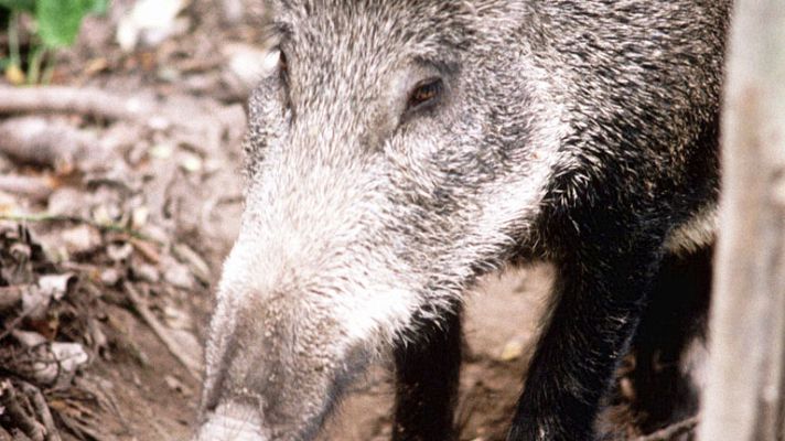 España Directo - Los jabalíes campan a sus anchas por Torrelodones
