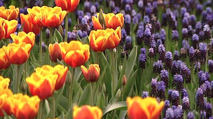 Paraísos cercanos - Holanda, horizonte inventado