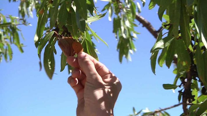 Aquí la Tierra - ¿Sabéis cuál es el truco del almendruco?