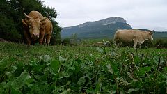Aquí la Tierra-Vacas pirenaicas guardianas del bosque