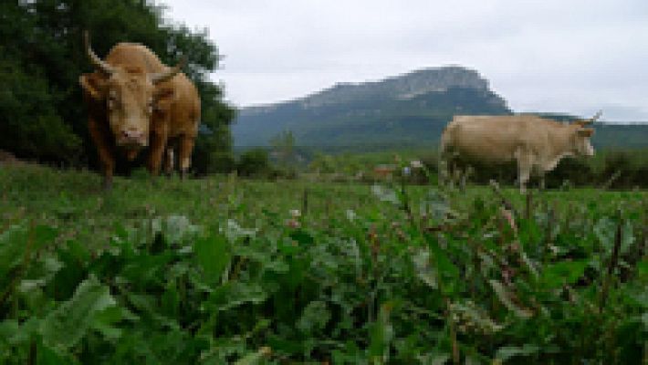 Vacas pirenaicas guardianas del bosque