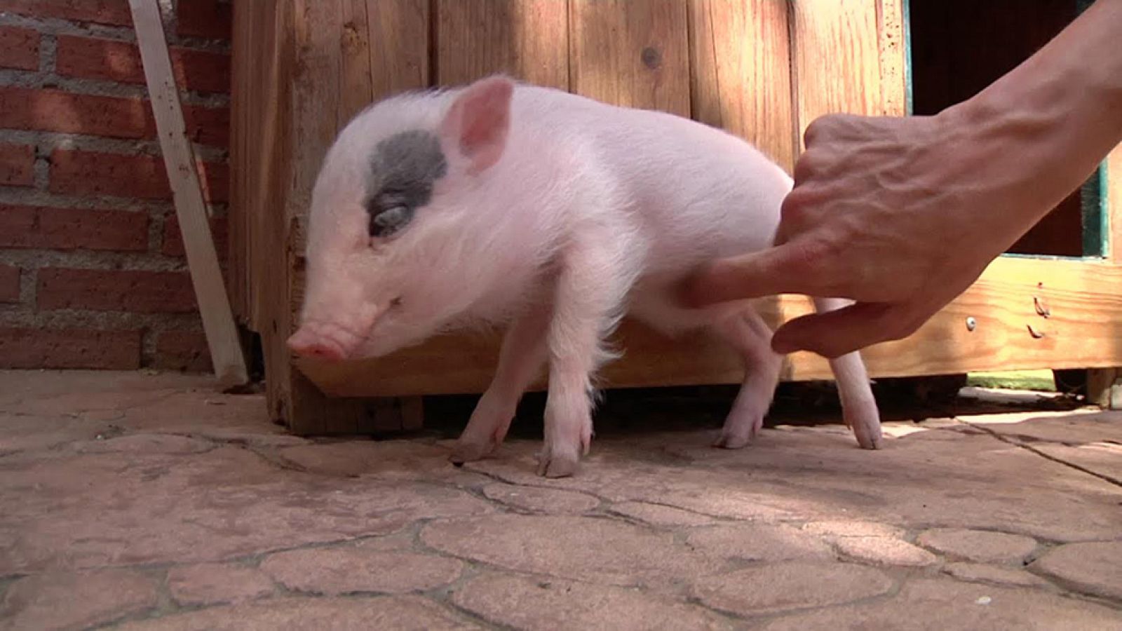 Minipigs, preciosos cerditos