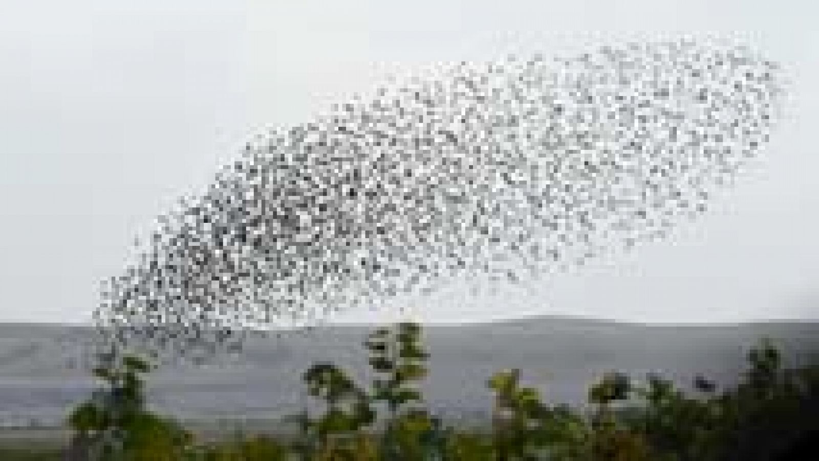 Telediario 1: Los ecologistas asocian la pérdida de la biodiversidad de las aves a la expansión urbanística | RTVE Play