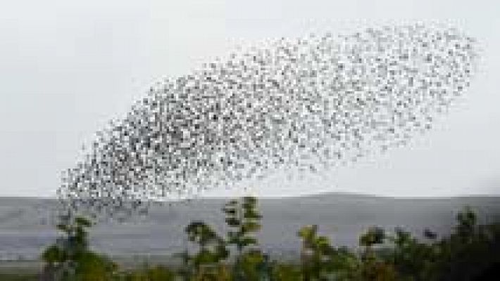 Los ecologistas asocian la pérdida de la biodiversidad de las aves a la expansión urbanística