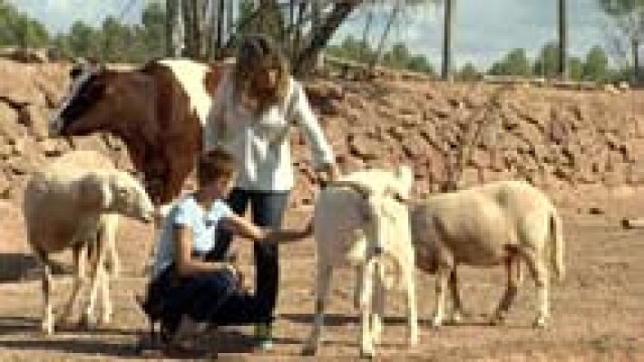 Los Santuarios de Animales, lugares de protección para los animales más desfavorecidos