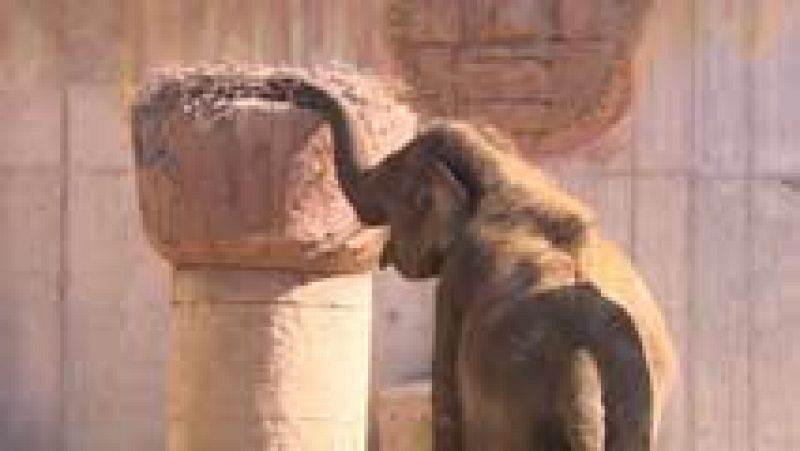 El zoo de Madrid acoge a una familia de elefantes de Sumatra para intentar evitar su extinción 