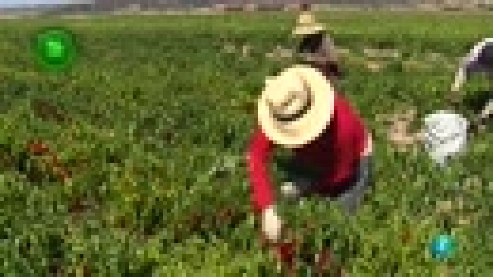 Agrosfera - Con mucho gusto - Pimentón de La Vera