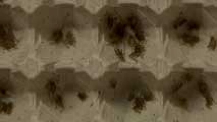 Telediario 1 - Una nueva legislación facilitará el cultivo y el comercio de algas e insectos para el consumo humano en Europa