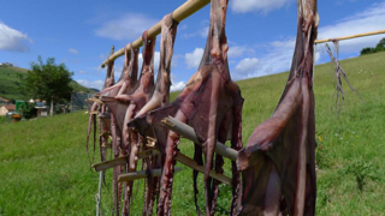 Pulpos, los reyes de Zumaia 