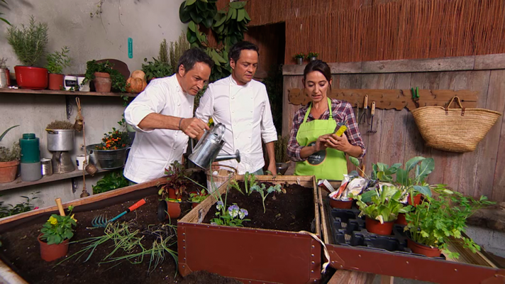 Torres en la cocina - ¿Cómo sembrar y plantar?