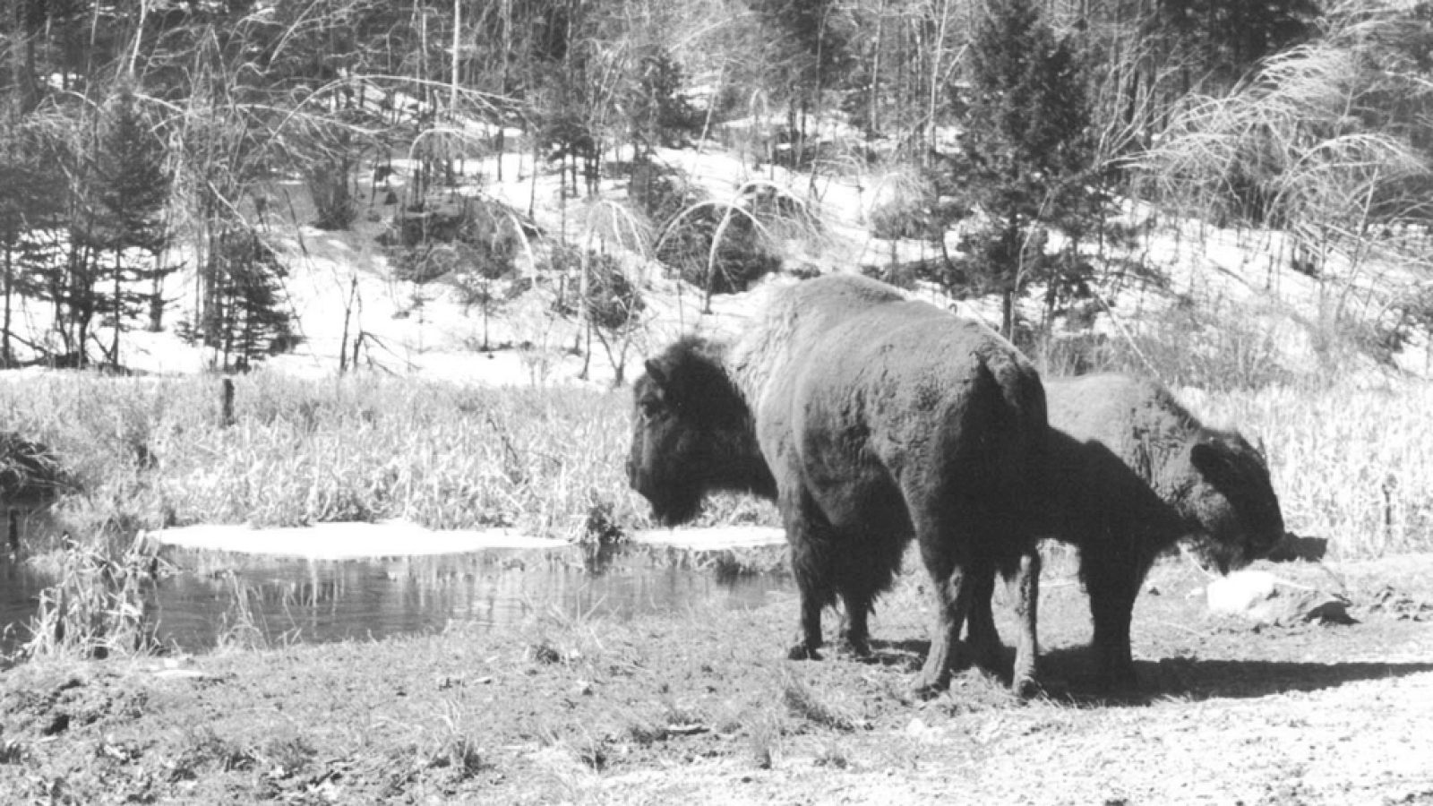 Vida salvaje - Oeste salvaje