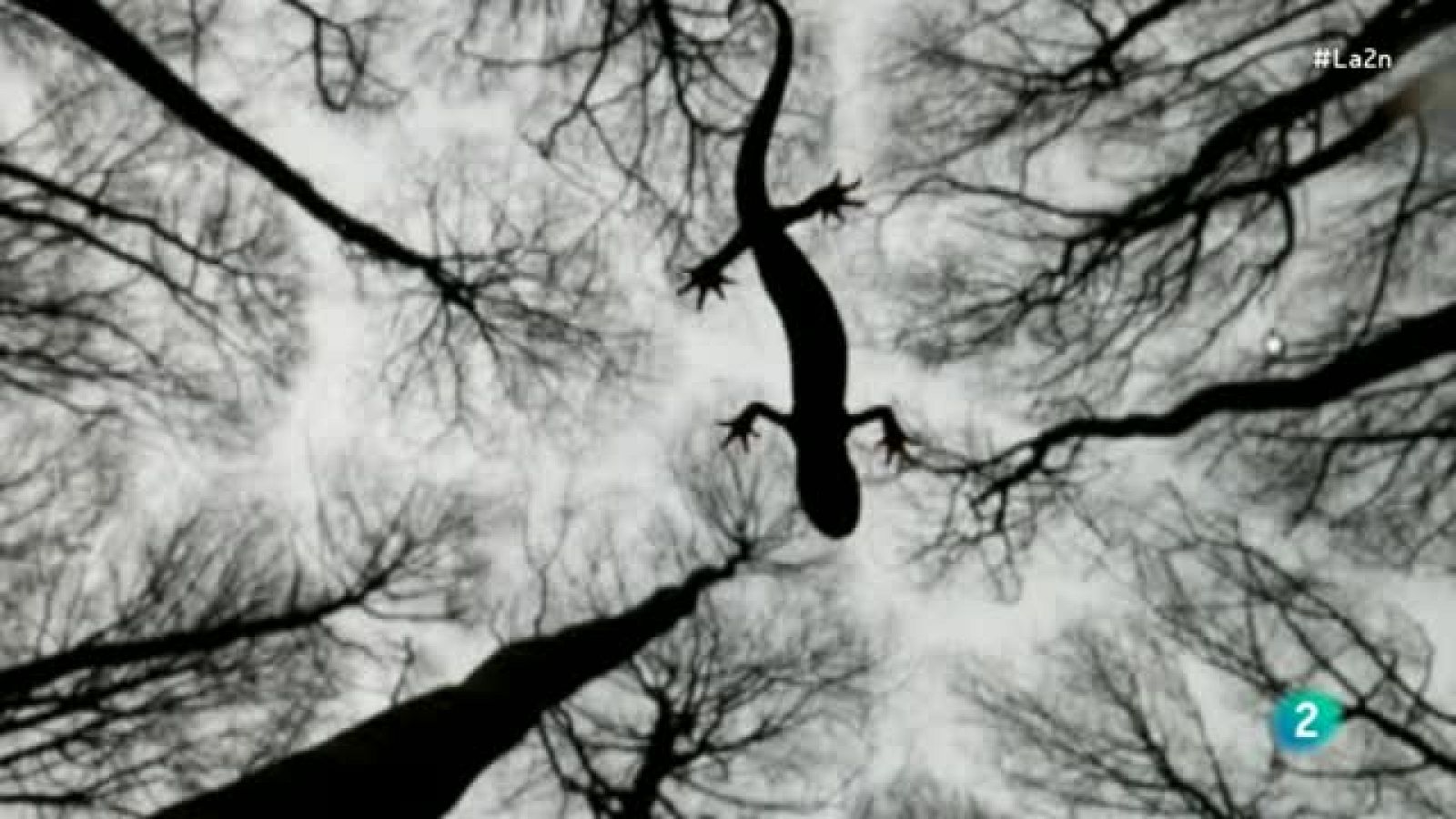 La 2 Noticias - Las mejores fotos de Naturaleza del año