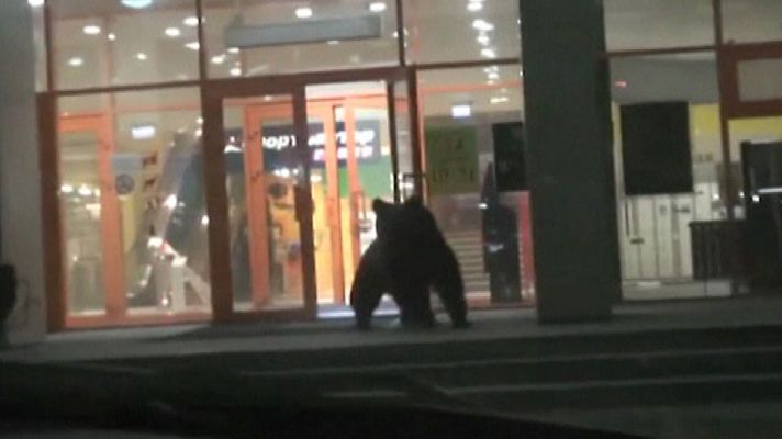 Telediario 1 - Un oso pardo siembra el pánico en un centro comercial de Rusia