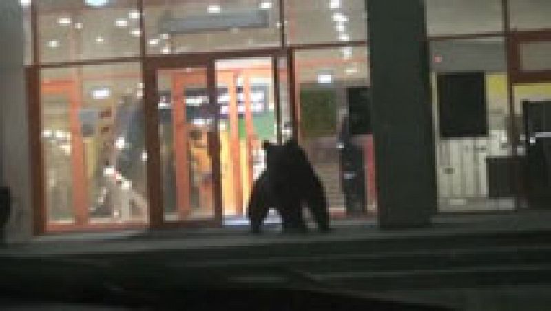 Un oso pardo siembra el pánico en un centro comercial de Rusia