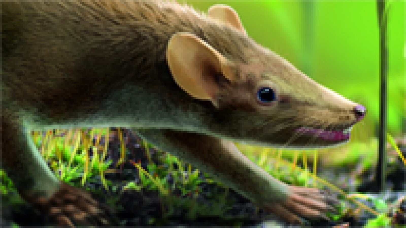 Telediario 1: Hallado un fósil en Cuenca que podría explicar el origen del pelo en los mamíferos | RTVE Play