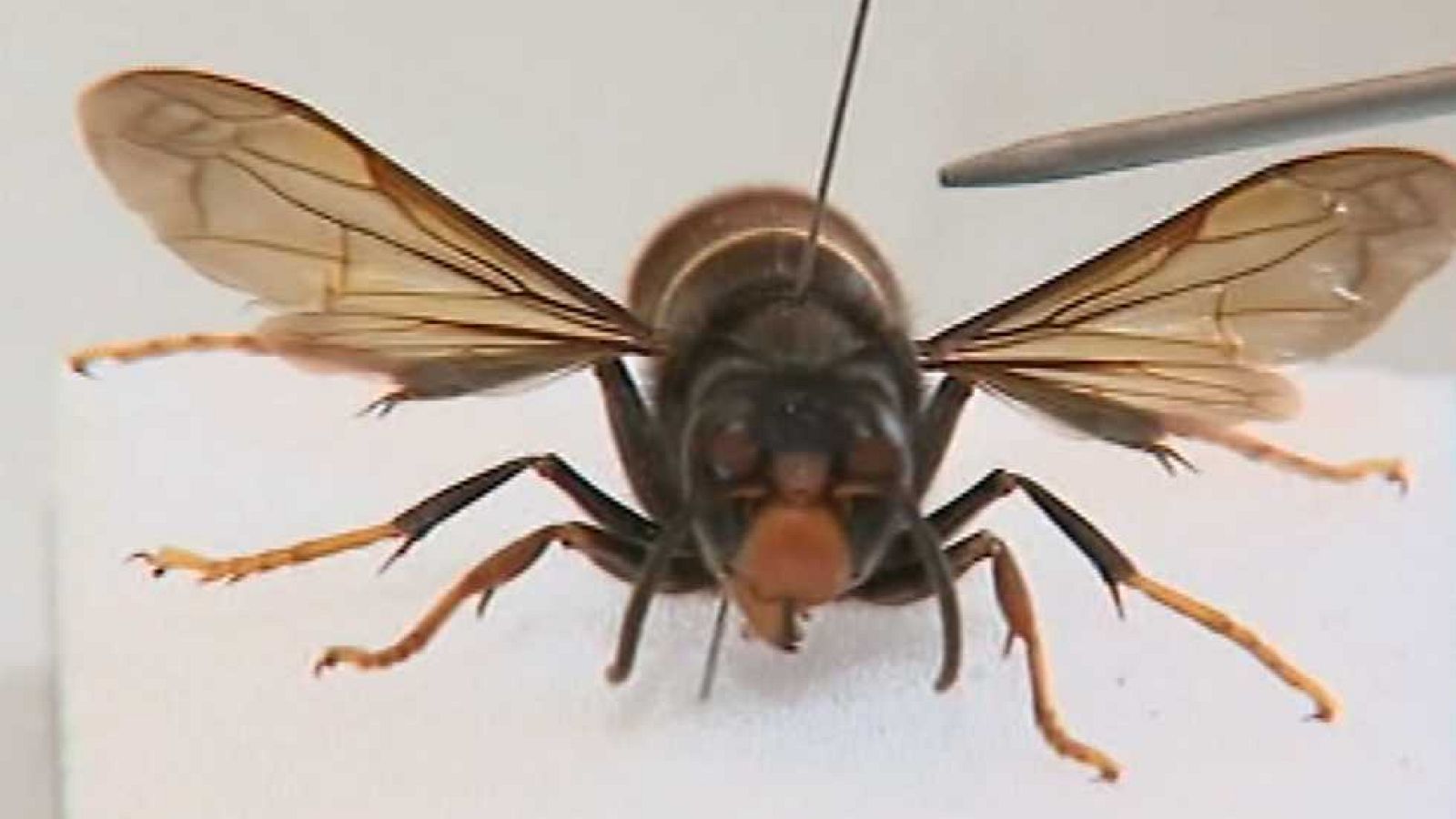 España en 24 horas - 15/10/15  - Ver ahora