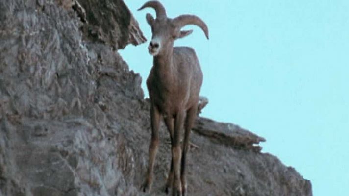 El hombre y la Tierra - Gran fauna canadiense - Primera parte